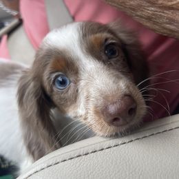 Dom - Dachshund