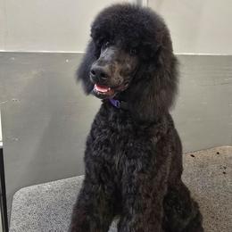 Purple Collar - Black female Poodle puppy in Patterson, California from Paterson Poodles