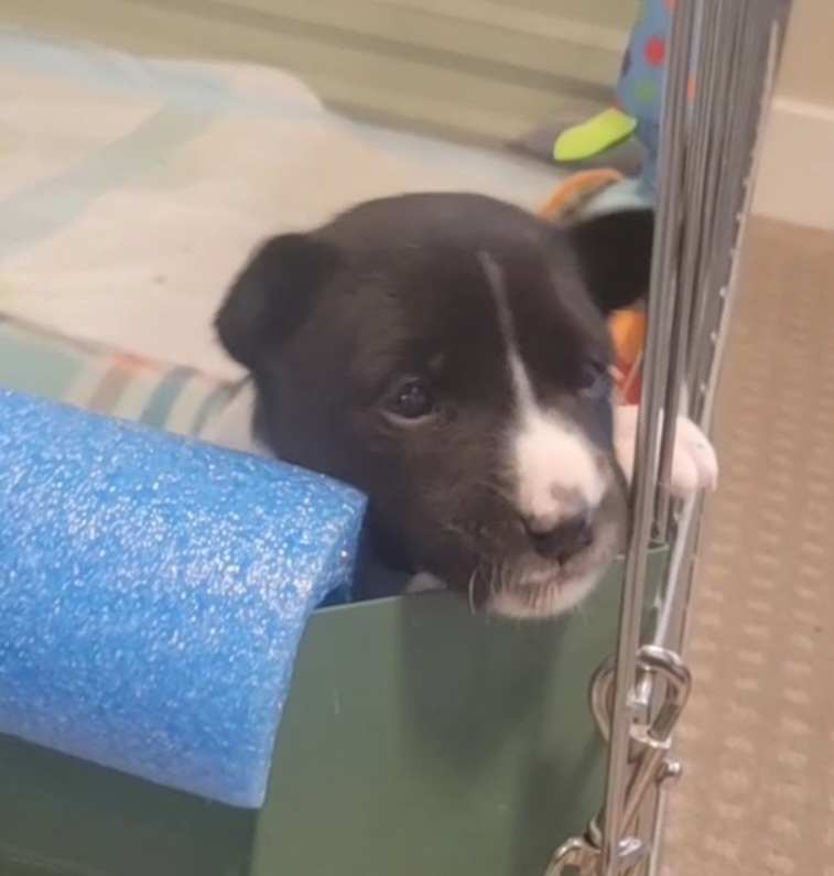 Basenji Puppies from Maererano Basenjis