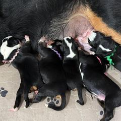 Girl 4 - Black, white and red female Greater Swiss Mountain Dog puppy in Knoxville, Maryland from Dahlgren Swissys