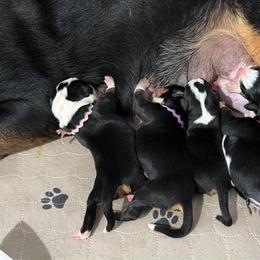 Girl 4 - Black, white and red female Greater Swiss Mountain Dog puppy in Knoxville, Maryland from Dahlgren Swissys