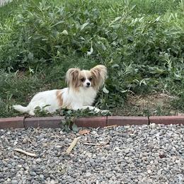 Bella - Papillon