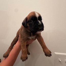 Male 1 - Fawn male Boxer puppy in Wellington, Ohio from Brinkhaven Boxers