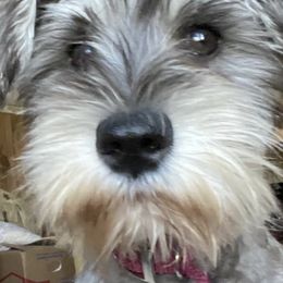 Miniature Schnauzers from Dawn McCumber