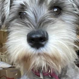 Miniature Schnauzers from Dawn McCumber