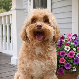 Cavapoo puppies from Agape Southern Farms