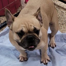 French Bulldogs from Sweet Shop French Bulldogs