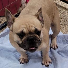 French Bulldogs from Sweet Shop French Bulldogs