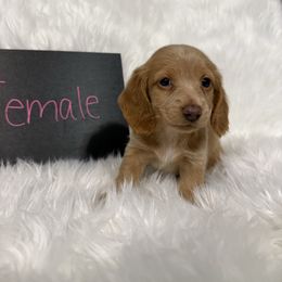 Girl 1 - Red female Dachshund puppy in Stilwell, Oklahoma from TJ's Dachshunds