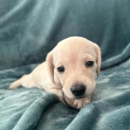 Fluff - Cream female Dachshund puppy in Memphis, Tennessee from River City Doxies