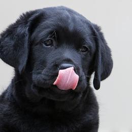 Labrador Retriever Puppies from Alpine Labradors