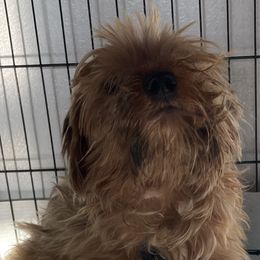 Bella Rose - Morkie