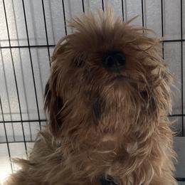 Bella Rose - Morkie