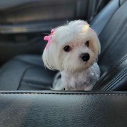 Sophia - Maltese
