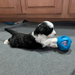 Aussiedoodle Puppies from Ridgeview Aussiedoodles