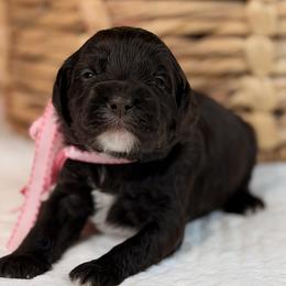 Ember - Chocolate female Australian Labradoodle puppy in Citrus Heights, California from Elite Blend Labradoodles
