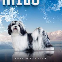 Milo - Havanese