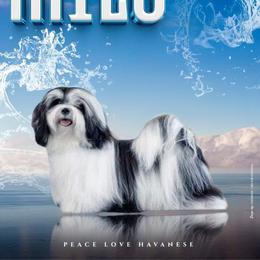 Milo - Havanese