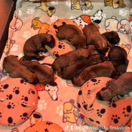 Bullmastiff Puppies from Curnwood’s Bullmastiff’s