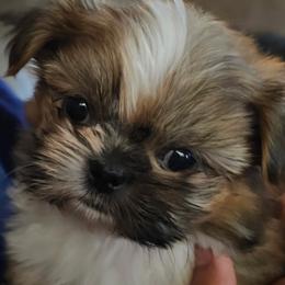 Shih Tzu puppies from Shihtzucircusaz
