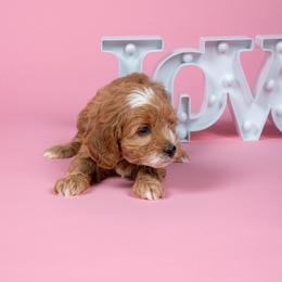 Bonsai - Apricot male Cavapoo puppy in Payson, Utah from Country Sky Doodles