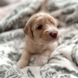 Goldendoodle Puppies from Dolly Doodle’s Doodles