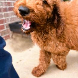 Purple - Red  male Poodle puppy in Summit, Mississippi from poodles and doodles llc