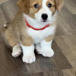 Pembroke Welsh Corgi Puppies from Anthem AZ Corgis