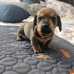 Jingles - Red male Dachshund puppy in Queen Creek, Arizona from Wigglebutts Miniature Dachshund Az