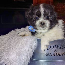 Pomeranian Puppies from Lovingood Farms