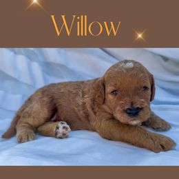 Willow - Red  female Goldendoodle puppy in Sterling, Connecticut from Justine’s Retrievers and Doodles