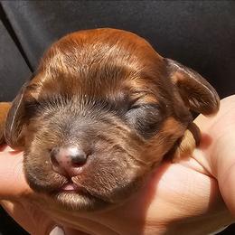 Zues - Merle male Cockapoo puppy in Indiahoma, Oklahoma from Phamily Doodles