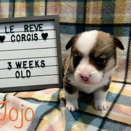 Jojo (formerly puck) - Pembroke Welsh Corgi puppy in Fallbrook, California from Le Rêve Corgis