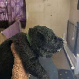 Green collar girl - Black female German Shepherd puppy in Centralia, Illinois from Janices AKC German Sheperds LLC