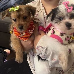 Chihuahua, Morkie, and Yorkshire Terrier Puppies from Patty’s Paws