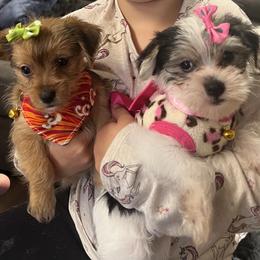 Chihuahua, Morkie, and Yorkshire Terrier Puppies from Patty’s Paws