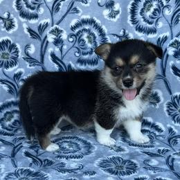 Aurora - Black and tan female American Corgi puppy in Washington, Arkansas from Foxy Knoll Farm