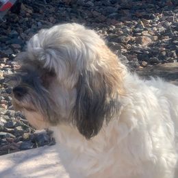 Mystique - Havanese