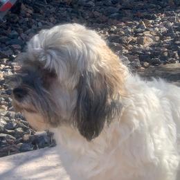 Mystique - Havanese
