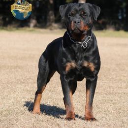 Maggie - Rottweiler