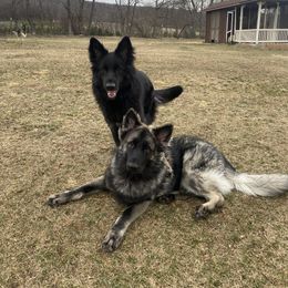 Shiloh Shepherd All Grown Up from NewMoon Shiloh Shepherds