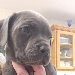 Yellow Collar Female - Gray brindle female Cane Corso puppy in Lewistown, Montana from Corsi Amore Kennels
