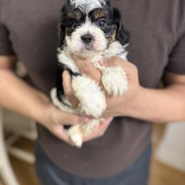 Cavapoo Puppies from Woodland poodles and Cavapoos
