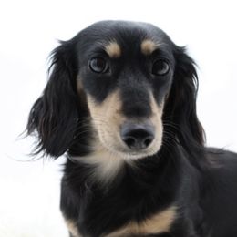 Maggie - Dachshund