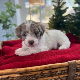 Prince Caspian - White and red merle male Bordoodle puppy in Valley Center, California from Circle R Valley Bordoodls