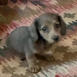 Charlie - he has Silver Coloring - Chocolate and tan male Dachshund puppy in Fort Worth, Texas from Louis' Litters