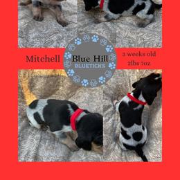 Mitchell - Blue ticked and tan male Bluetick Coonhound puppy in Richfield Springs, New York from Blue Hill Blueticks