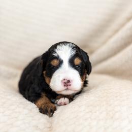 Tilly - Tri-color female Bernedoodle puppy in Narvon, Pennsylvania from CBKB Bernedoodle’s