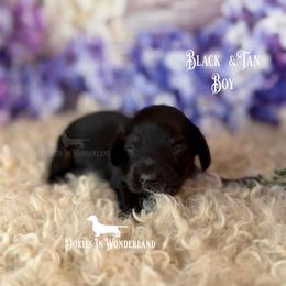 Black and Tan - Black and tan male Dachshund puppy in Rainier, Oregon from Doxies in Wonderland