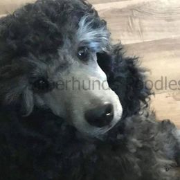 Poodle Puppies from Silberhund's Poodles